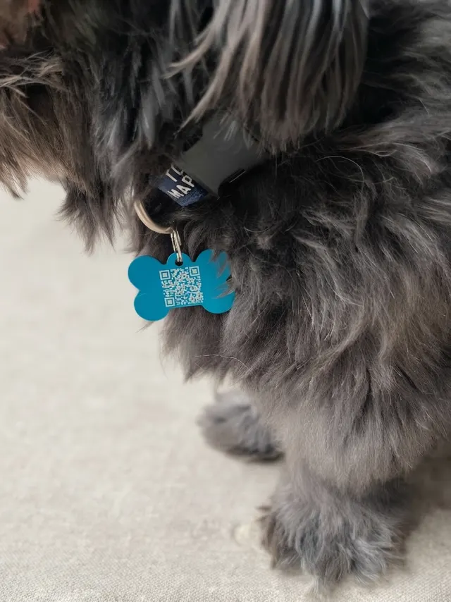 Close-up of a PetTag Pro QR tag on a dog's collar