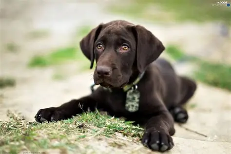 Demo dog wearing collar